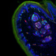 Illustration for article titled These spectacular images show why they call it the ‘OMG’ microscope